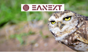 owl puns