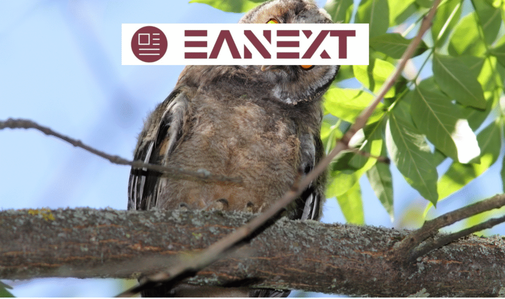 owl puns